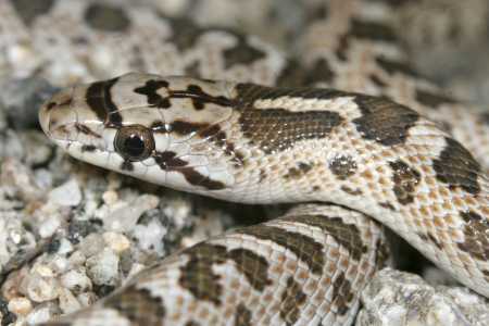  Glossy snake