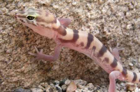  Western banded gecko