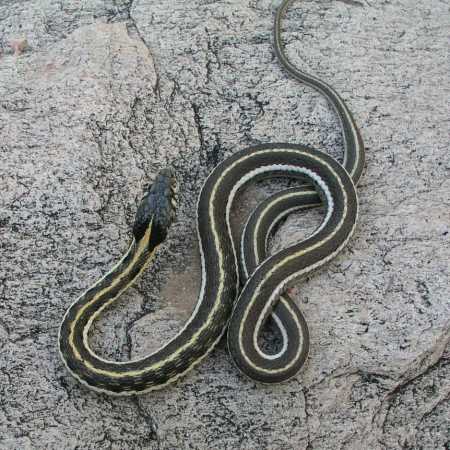  Blackneck garter snake