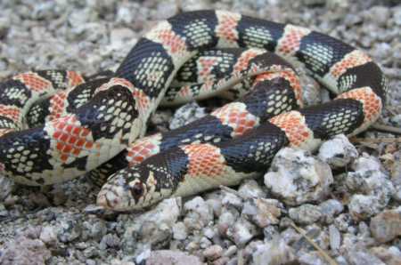  Longnose snake