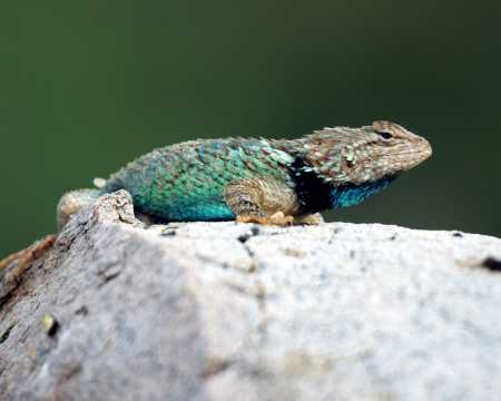  Clark's spiny lizard