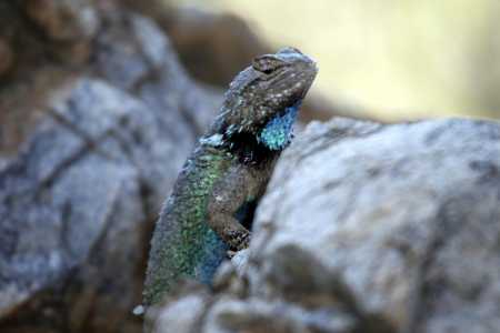  Clark's spiny lizard