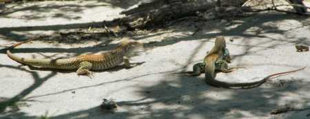  giant whiptail lizard