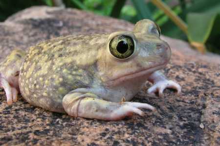  Couch's spadefoot