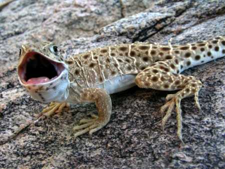  Longnose leopard lizard