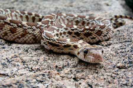  Gopher snake