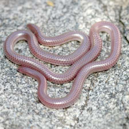  Western blind snake