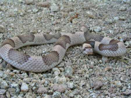  Saddled leafnose snake