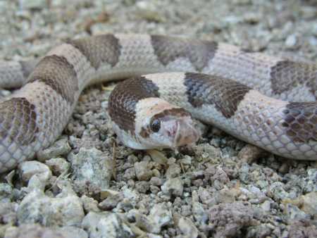  Saddled leafnose snake
