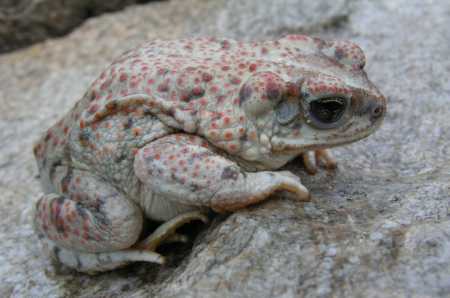  Red-spotted toad
