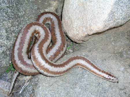  Rosy boa