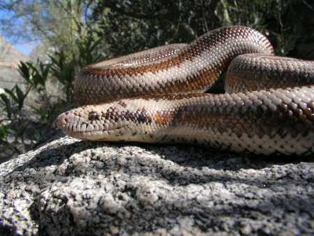  Rosy boa