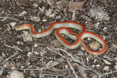 sonoran snake