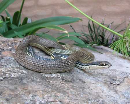  Sonoran whipsnake