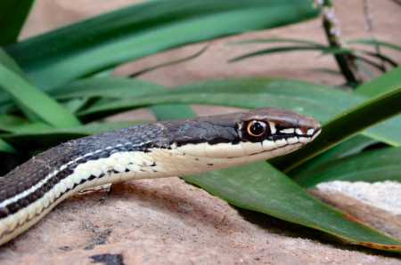  Sonoran whipsnake