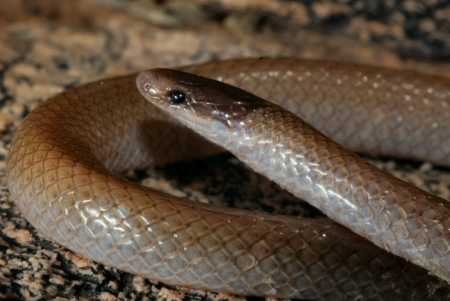  Southwestern blackhead snake