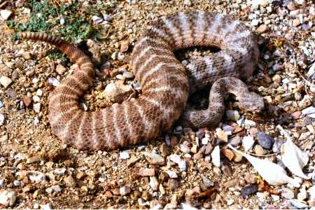  Tiger rattlesnake