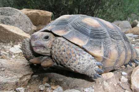  Desert tortoise