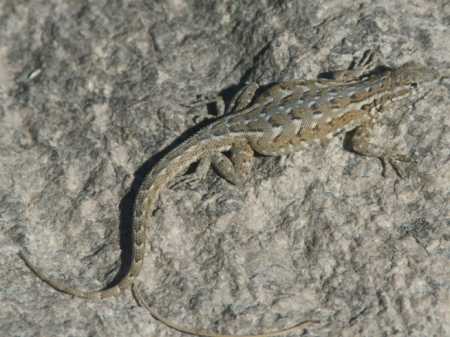  Side-blotched lizard