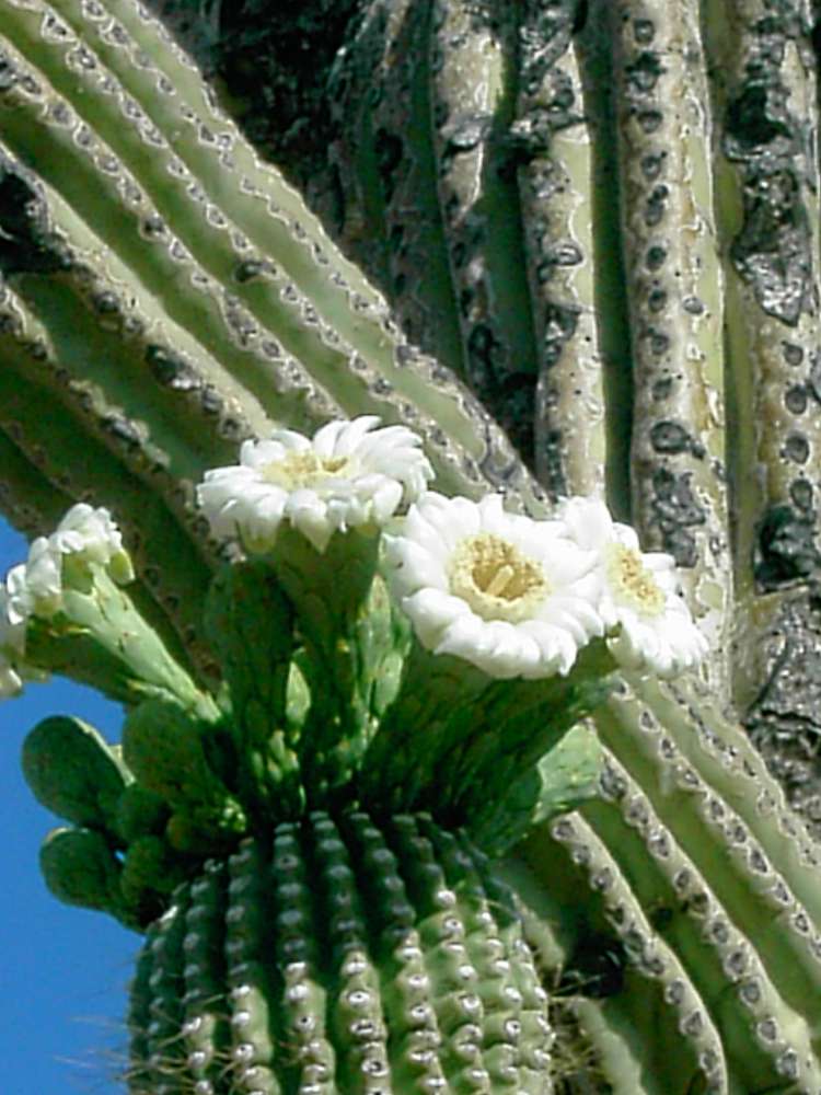 Sandy McBride, Saguaro Flowers