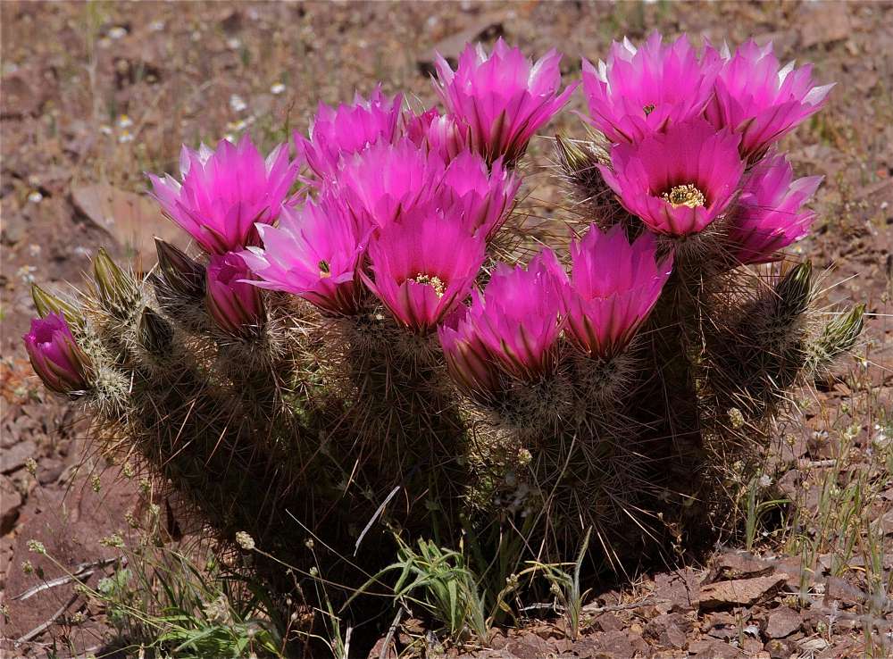 Ekkehard Fischer, Hedgehog Cactus in Bloom