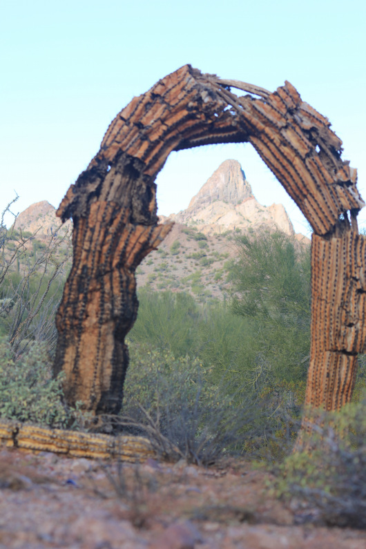 Sandy McBride 'Retired Saguaro' bent saguaro framing Ajo Loop Mountain