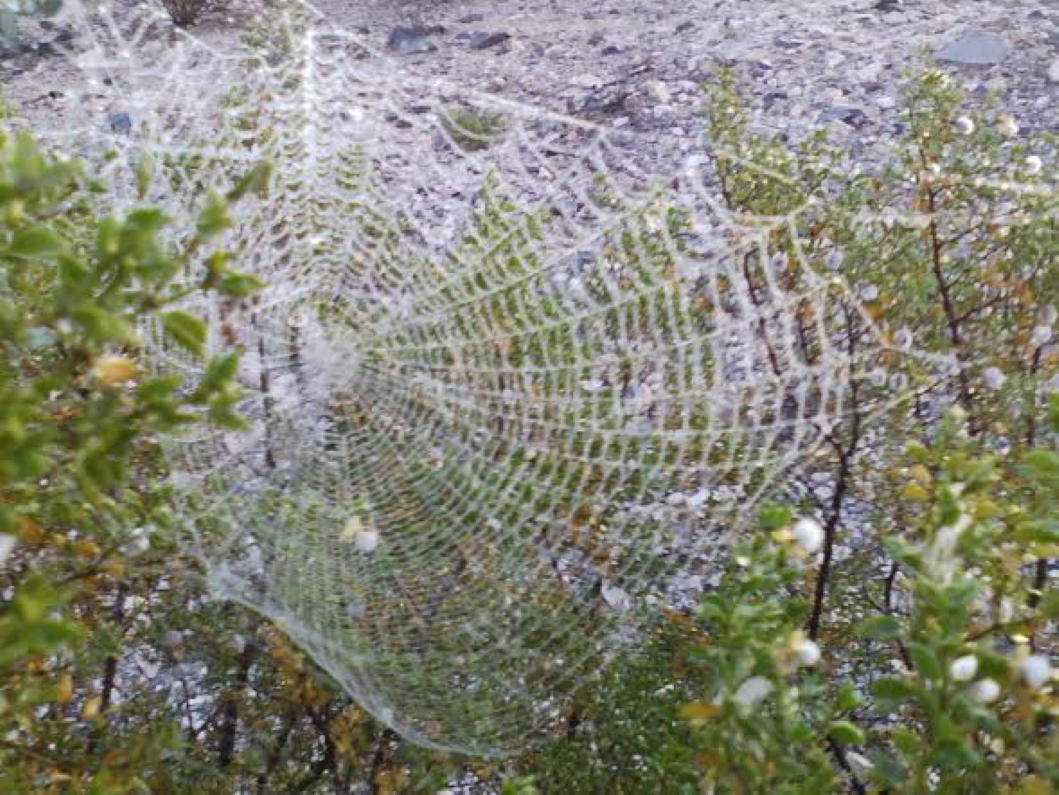 Diana Freshwater 'Desert Frozen Lace' …frozen dew on a spider web