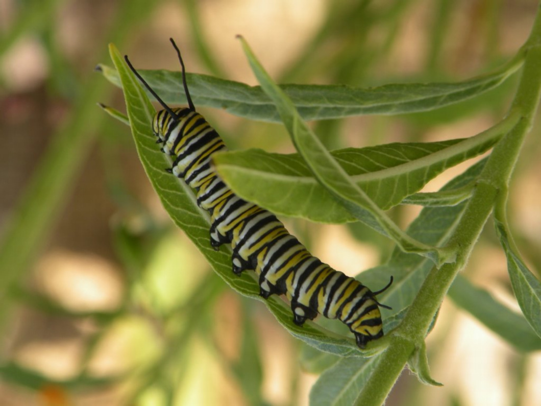 Judy Mason 'Monach Caterpillar'