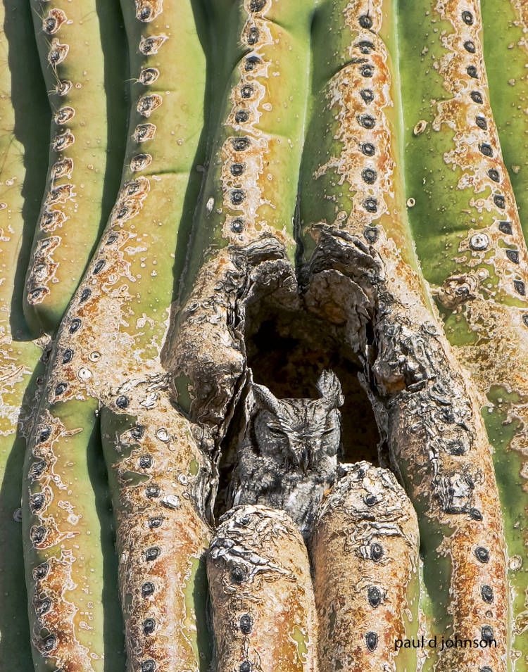 Western Screech Owl In Cactus