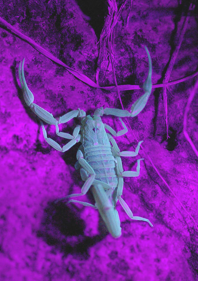 Blacklit Scorpion